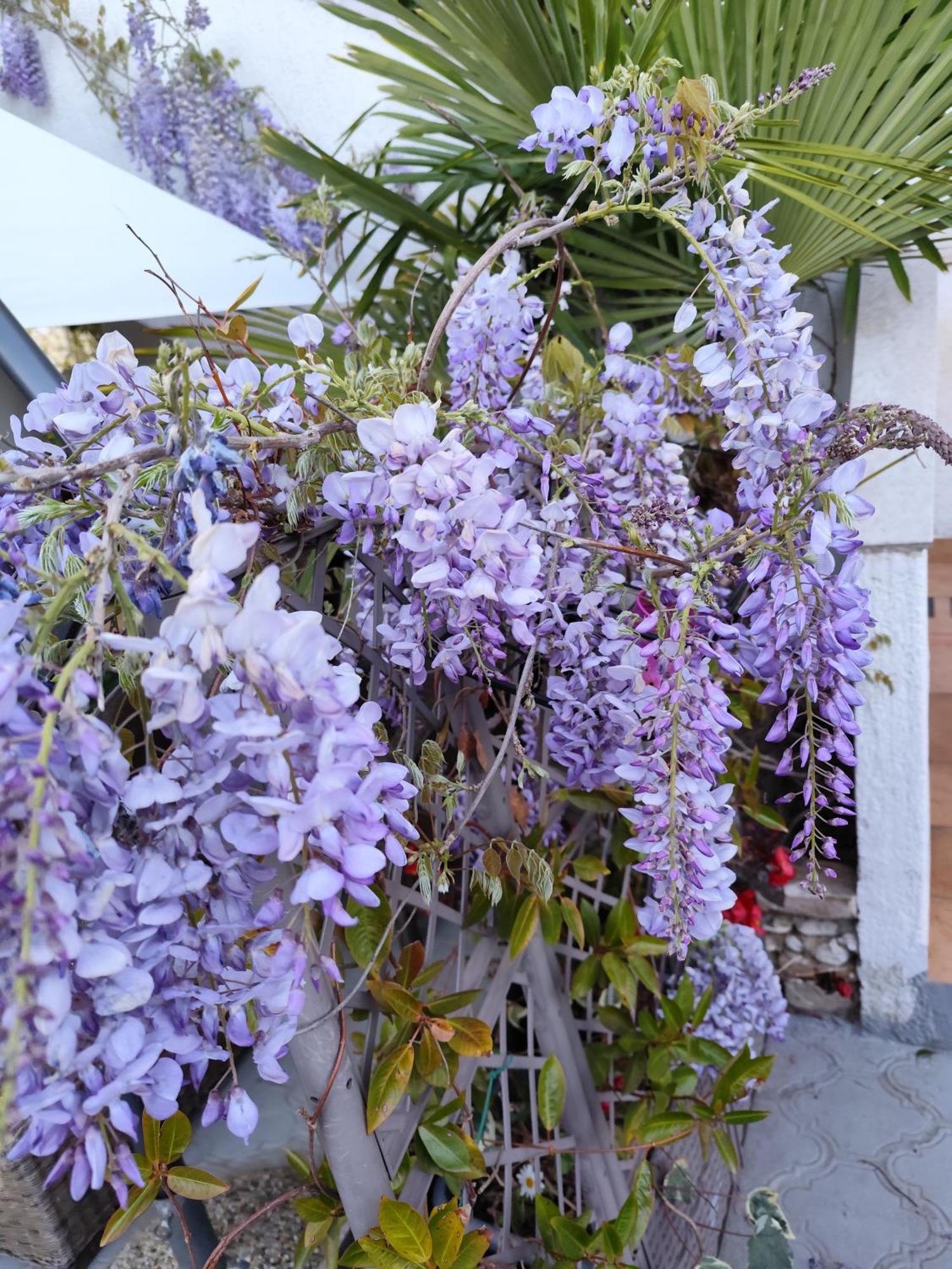 Apartments Poretti For 2,In Center Parking Free In The Yard,6 Min Beach Walk Rovinj Zewnętrze zdjęcie